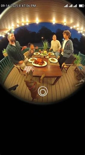Python Chaos at Family Dinner!