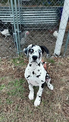 Hilarious Chicken Jokes with Rocco the Great Dane