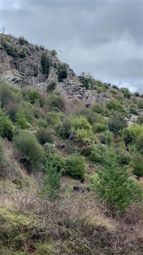 42.195461, -124.110586 : Cougar tracks : scat : bone piles: hair clumps