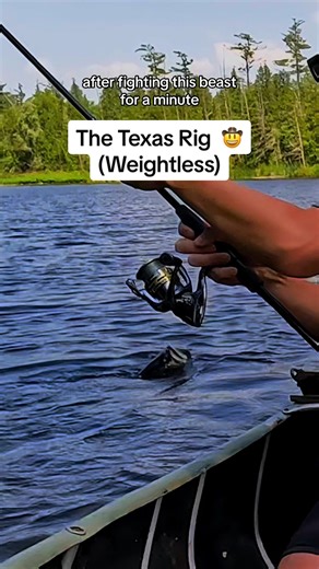 Fishing using one of the most popular and most effective bass fishing techniques‼️ The weightless or weighted texas rig is a great way to fish heavy cover and vegetation. The slender stick baits are able to effortless fall and swim through weeds, wood and more. I’ve been using this technique for over 10 years, it really changed the game for me. I started catching and understanding bass so much more. You can texas rig a variety of baits including craws, creature baits and stick baits. Depending o