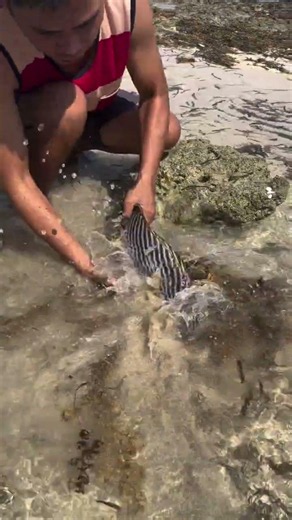 Title: Unbelievable Sea Creature Found Under the Rocks! 😱🐟