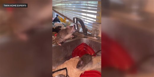 Hundreds of rats likely in home declared a nuisance, pest control expert says