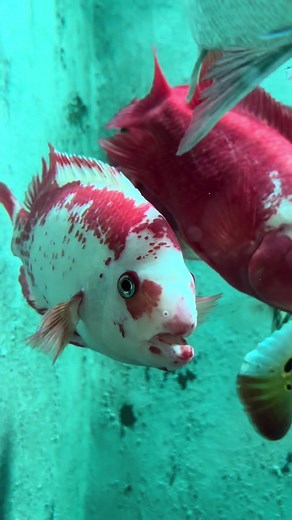 Replying to @ferryardian. Ini ikannya