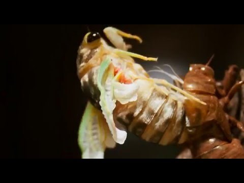 Life Cycle of Cicadas - Ours