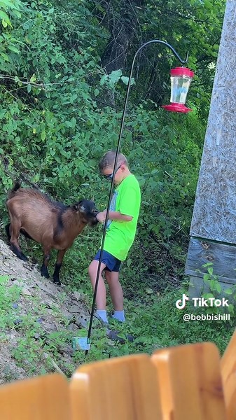 Feed corn to goats #farmlife