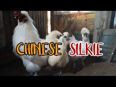 CHINESE SILKIE CHICKEN | BACKYARD FARM