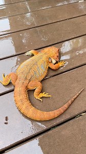 Don’t bother Raja right now, he’s busy swimming in all this SoCal rain 🤿🌧️ . . . . #socalartist #beardeddragon #reptiles #rainydayvibes #cutepets | Lyfe Illustration