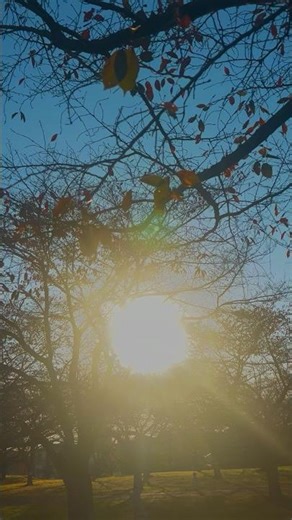 暮れ。#日本の風景 #秋 #紅葉 #空 #田舎 #ノスタルジック #日本 #自然 #景色 #shorts #japan #japantravel #photography #fyp #reels