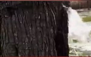 Fact Check: Find out the truth behind a tree crying since 25 yrs