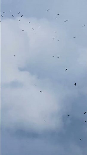 沸き上がる鷹柱 白樺峠に出現した鷹柱 #白樺峠 #タカ柱 #タカの渡り