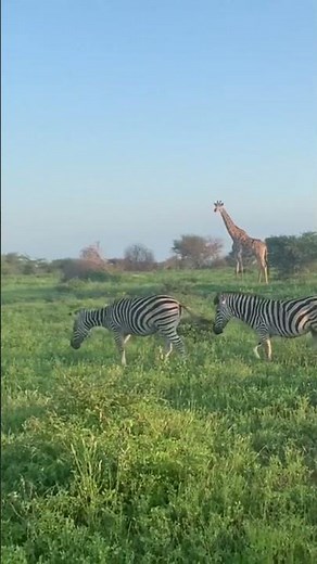 Giraffes and Zebras grazing in the savannah