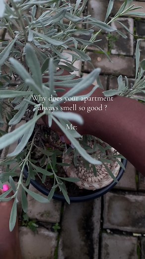 Burning Lavender Leaves for Home Fragrance: Benefits & How-To