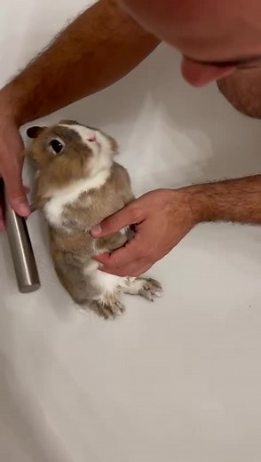 Cute Bunny Videos to Brighten Your Day