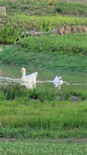 The BIRDS Are BACK On The POND! #WhittAcres #enjoynaturetoday #homesteadinglife