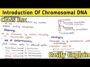 Introduction To Chromosomes And DNA | Chromosomes | Class 12