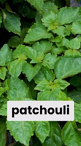 4.2K views · 3 comments | Step into serenity with our patchouli...