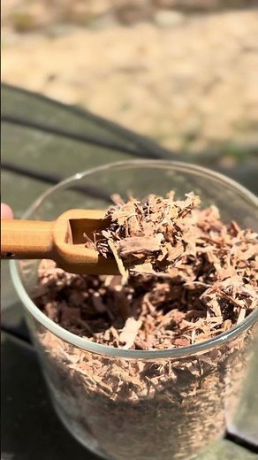 The Herb for Headaches — Willow Bark