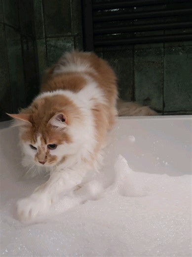 Life with a Maine Coon Cat: Bath Time Antics