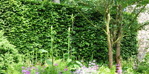 Planting a hedge in your garden: What to avoid and what to try