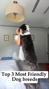 Top 3 Most Friendly Dog Breeds: 🐶❤️ Forever Friends! . . . . . #loyaldogs #doglove #woofpassion #friendlydog #foryouシ | Doggy Discovery