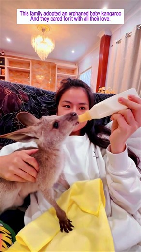 They Saved A Baby Kangaroo And Became Its Family #animals