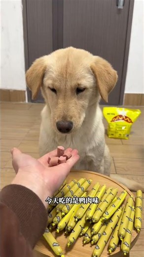 The ham hock that dogs smell and want to eat, arrives in a pack of 60 #buddygoods #petfood #dogs