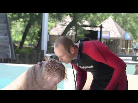 Do you know how playful walruses are?