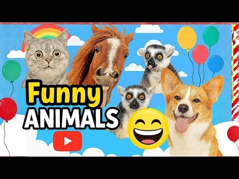 Funny Animals Compilation for Kids!