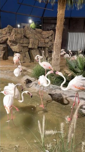 Flamingo Fight #birds #birdwatching #flamingo #birdfight #viralbird #cute #funnyfight