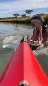 Terrifying Hippo Attack Caught on Camera Zambezi River, Zimbabwe — October 14, 2024 What should have been a peaceful afternoon on the Zambezi River turned into a fight for survival when a massive bull hippopotamus lunged at a group of tourists. The group, traveling in kayaks, was navigating a narrow channel when the territorial animal suddenly emerged from the murky water, targeting the lead vessel with aggressive intent. The harrowing video shows the hippo’s head surfacing just meters away befo