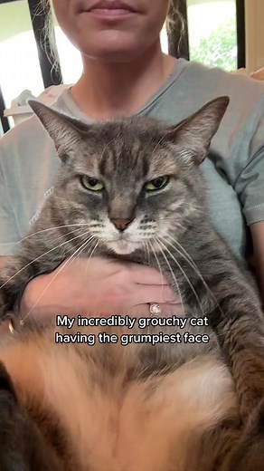 Grouchy Cat Expressions and Chin Scratchies