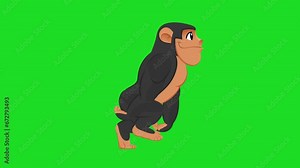 Animated 2d cartoon chimpanzee gorilla ape walking green screen loop