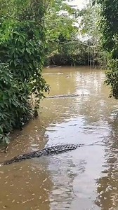 Menger!kan banyak buaya bersusun di dalam sungai #buaya #buayamuara | Fakta.id