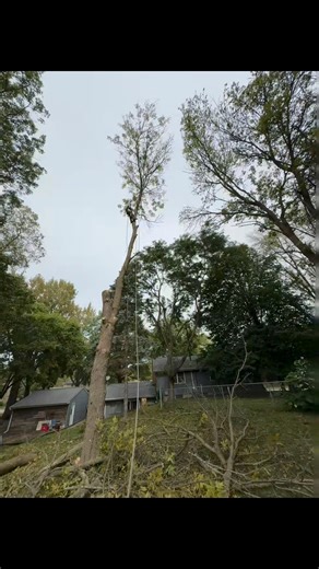  Safe & Professional Tree Removal by MDT Quality Tree Services ...