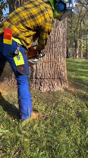 Someone topped this poplar tree before and im here to finish their job #arborist #fyp #stihl #trending #tree #treework #felling-002-000 | Daily Cut