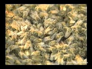 Honey Bees and Beekeeping 7.1: Overwintering hives