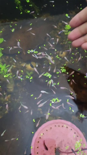 1.5-Month-Old Betta Fry Update: From Eggs to Swimmers