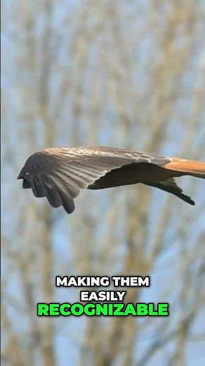 🦅 Red Kites Over London Road Cemetery | Wildlife in Kettering