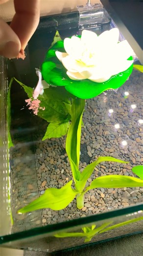 Betta fish feeding!! #bettafish #fishfeeding #aquarium