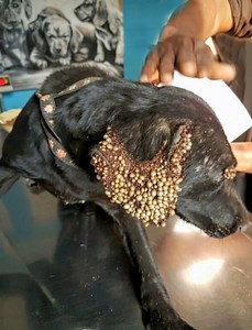 😱When a stunning Labrador–Hound mix was seen wandering the streets of Johannesburg, South Africa, no one could figure out what the strange bumps on her ears and around her eyes.😱 But luckily, some animal lovers from an organization called CLAW took matters into their own hands and brought her to an animal hospital. And what the vets discovered was shocking. 😱💔 Full story in comments 👇🏻 | Everything about life