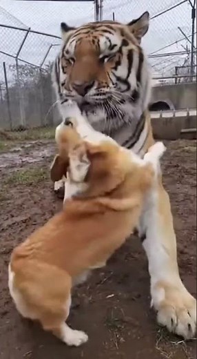 Tiger and Dog True Friendship 🐯❤️🐶 | Unbelievable Animal Bond