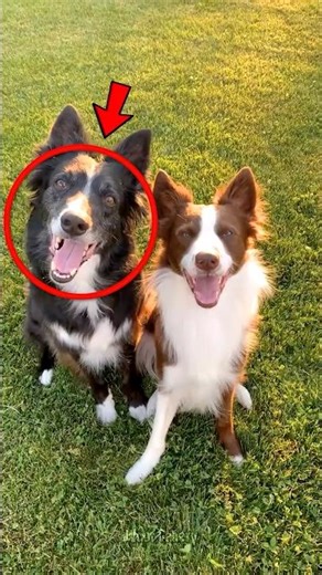 3 Dogs That Are Perfect for Cuddles