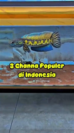 3 ikan Channa yang paling populer di Indonesia ⁉️ #ikanhias #ikanpredator #shorts