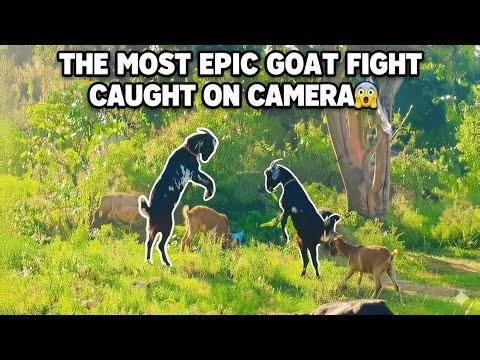 The Most Epic Goat Fight Caught On Camera 😱 #nature #trending #viral #goat #animals