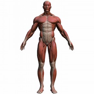 7K views · 260 reactions | Awesome muscle anatomy reference by Marc...
