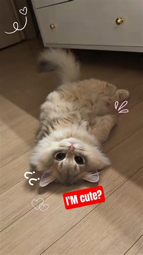 I Found the Cutest Kittens Ever 😭🐱 (Don’t Watch If You Love Cats)