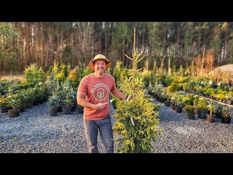 Discover the Best Conifers to Create a Breathtaking Landscape!