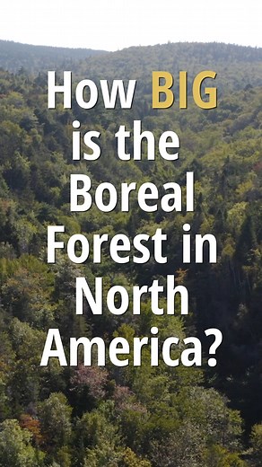 You can combine the landmass of these 7 places, and they’re still SMALLER than the Boreal Forest in North America! That’s how big the largest intact forest on the planet is. Keeping it intact means protecting habitats for moose, caribou, and billions of migratory birds, plus fresh drinking water and clean air for us humans, too. More at www.borealconservation.org/intact-forest | Boreal Conservation