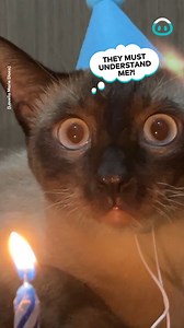 8.5K views · 59 reactions | Milo the Siamese cat reacts to owners singing happy birthday | ViralHog | Facebook