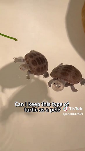 Keeping Turtles as Pets: Safe Choices and Cautions